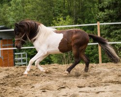 Pferd Isarons Ricky King (Dt.Part-bred Shetland Pony, 2013, von Isarons Rock'n Roll)