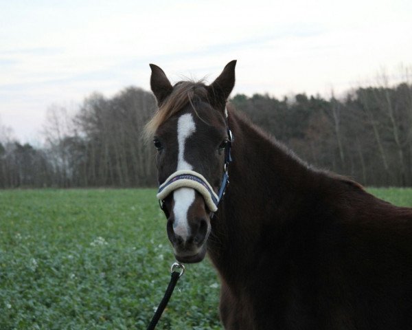 Zuchtstute Biene (Deutsches Reitpony, 1997, von Molenhorn's Pasja)