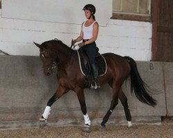 dressage horse Bingo 188 (Oldenburg, 2010, from Belissimo NRW)