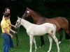 broodmare Schanon W (German Riding Pony, 2005, from FS Champion de Luxe)