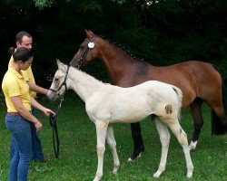 Zuchtstute Schanon W (Deutsches Reitpony, 2005, von FS Champion de Luxe)