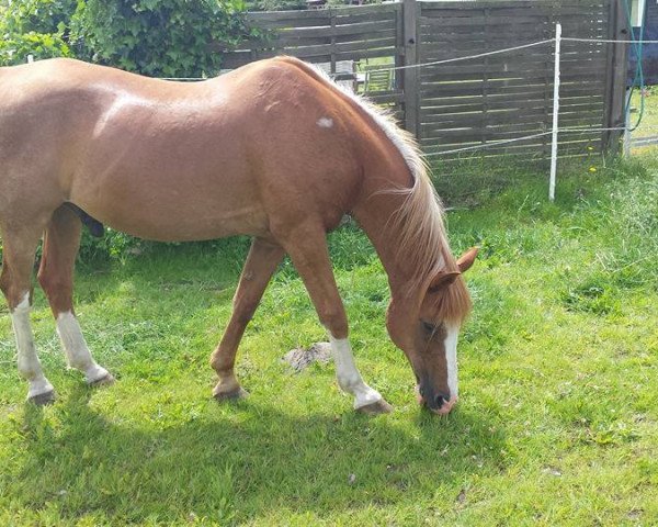 Springpferd Atent 2 (Nederlands Rijpaarden en Pony, 1991, von Aron)