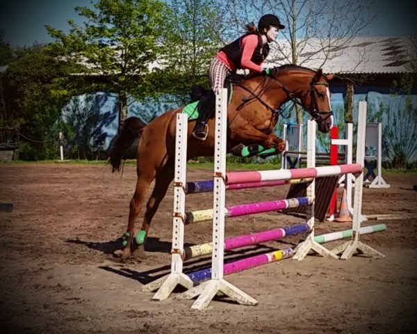 horse Ronja (German Riding Pony, 2002, from Pamir ox)