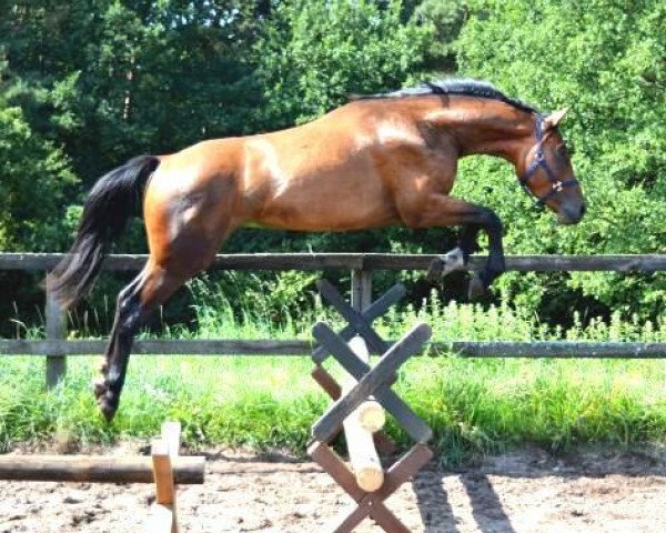 jumper Glorious Date (Hanoverian, 2012, from Grey Top)