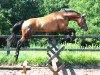 jumper Glorious Date (Hanoverian, 2012, from Grey Top)