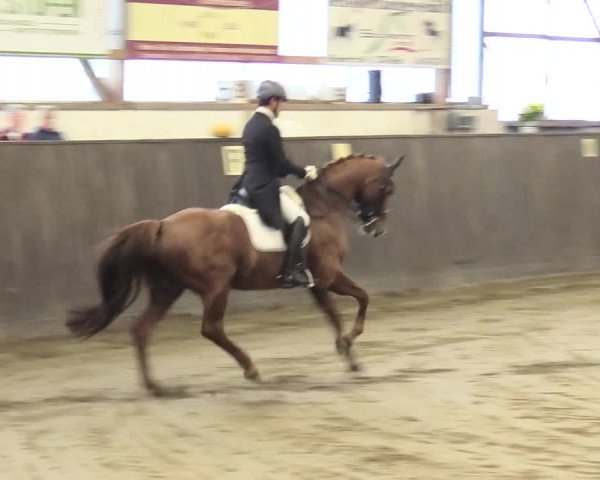 Reitturnier St. Peter Ording 2021