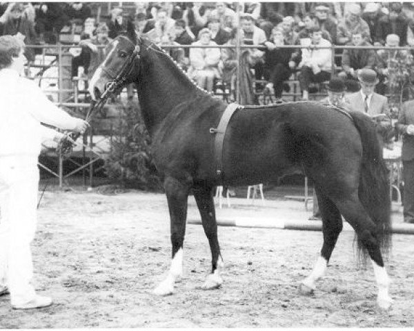 stallion Plain's Performer (Hackney (horse/pony), 1982, from Brown's Liberty Light)
