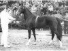 stallion Plain's Performer (Hackney (horse/pony), 1982, from Brown's Liberty Light)