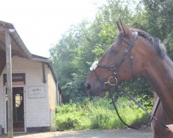 jumper Remmy Demmi (Hanoverian, 2005, from Royaldik)