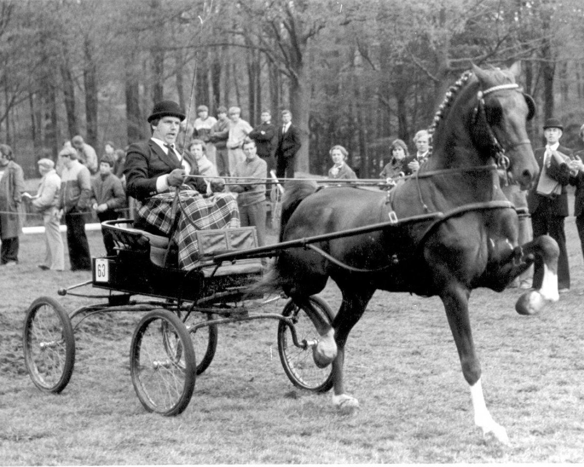 stallion Holypark Jubilation (Hackney (horse/pony), 1977, from Suddie Sovereign)