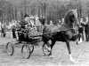 stallion Holypark Jubilation (Hackney (horse/pony), 1977, from Suddie Sovereign)