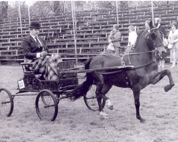 Pferd Ascot Mary (Hackney (Pferd/Pony), 1972, von Brook Acres Starbeam)