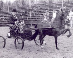 horse Ascot Mary (Hackney (horse/pony), 1972, from Brook Acres Starbeam)