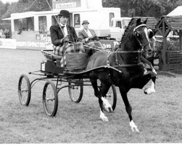 Deckhengst A-Little Boy (Hackney (Pferd/Pony), 1972, von Hurstwood Little Knight)