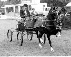 Deckhengst A-Little Boy (Hackney (Pferd/Pony), 1972, von Hurstwood Little Knight)