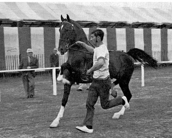 Deckhengst Marden Goshawk (Hackney (Pferd/Pony), 1957, von Solitude)