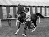 stallion Marden Goshawk (Hackney (horse/pony), 1957, from Solitude)