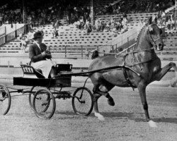 broodmare Hurstwood Superlative (Hackney (horse/pony), 1948, from Solitude)