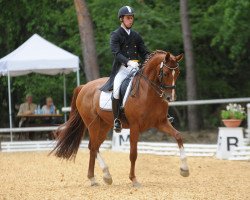 dressage horse San Diego Bay 2 (Hanoverian, 2007, from St. Moritz)