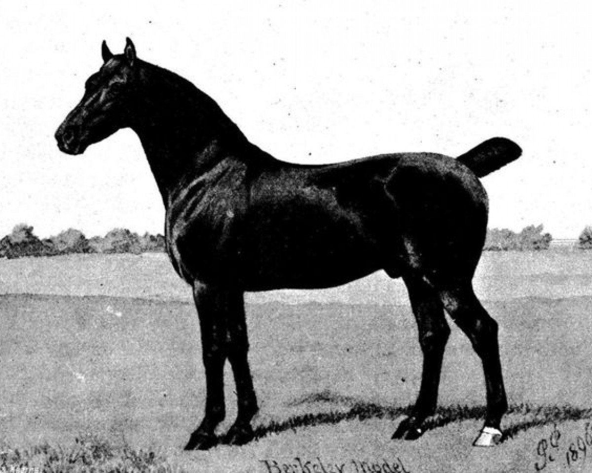 stallion Berkeley Model (Hackney (horse/pony), 1889, from Leed's Monarch)