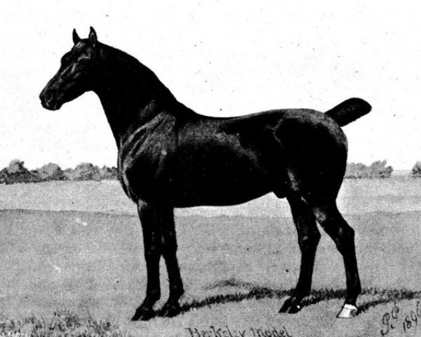 stallion Berkeley Model (Hackney (horse/pony), 1889, from Leed's Monarch)