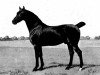 stallion Berkeley Model (Hackney (horse/pony), 1889, from Leed's Monarch)