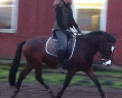 horse Wiechhof´s Daryus (New Forest Pony, 2009, from Donnatello D.J.)