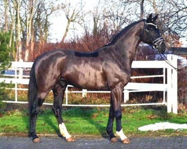 dressage horse Cooper (Hanoverian, 2012, from Contendros Bube)