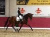 dressage horse Enna Di Pergusa (Westphalian, 2010, from Ehrenstolz)