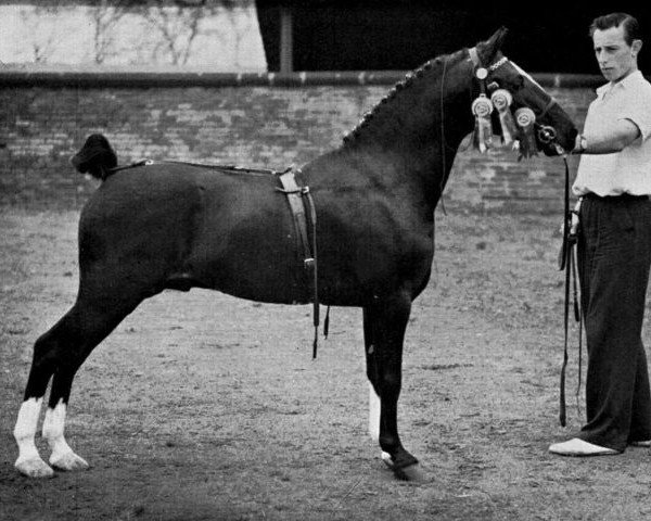 stallion Oakwell Sir James (Hackney (horse/pony), 1946, from Broompark Sir John)