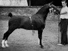 stallion Oakwell Sir James (Hackney (horse/pony), 1946, from Broompark Sir John)