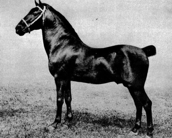 stallion Royal Success (Hackney (horse/pony), 1903, from Royal Danegelt)