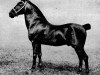 Deckhengst Royal Success (Hackney (Pferd/Pony), 1903, von Royal Danegelt)