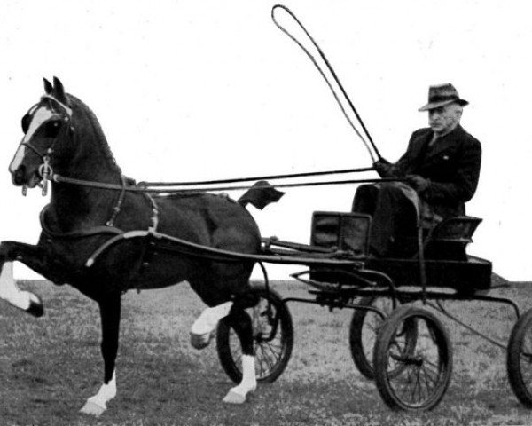 Deckhengst Broompark Sir John (Hackney (Pferd/Pony), 1938, von Broompark Mascot)