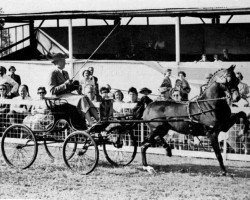 Deckhengst Highstone Nicholas (Hackney (Pferd/Pony), 1952, von Gatesheath Glitter)