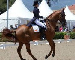 dressage horse du Pre (Hanoverian, 2004, from Don Frederico)