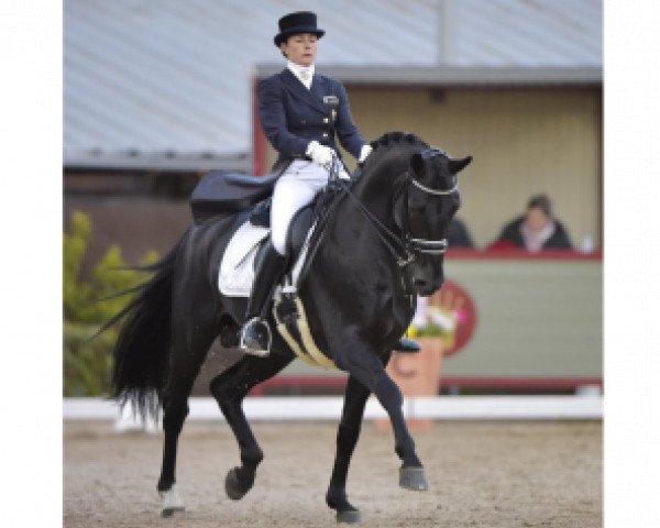 dressage horse Swing de Hus (Hanoverian, 2006, from San Remo)