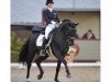 dressage horse Swing de Hus (Hanoverian, 2006, from San Remo)