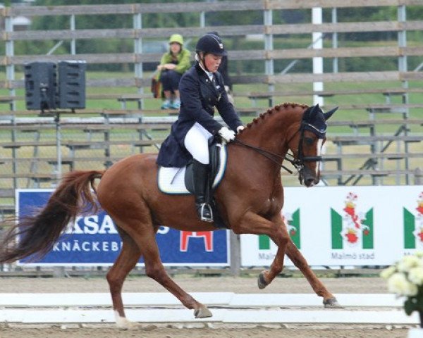 dressage horse Charles (Swedish Warmblood, 2006, from Bocelli 1044)