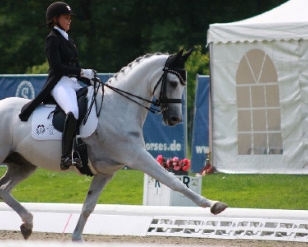 dressage horse Zaragossa (KWPN (Royal Dutch Sporthorse), 2004, from San Remo)