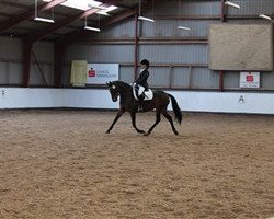 dressage horse Lilo L (Danish Reitpony, 2005, from Notre Bac)