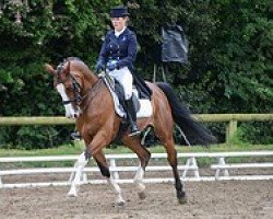 dressage horse Vockacara Dn (KWPN (Royal Dutch Sporthorse), 2002, from Obsession)