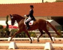 dressage horse Gk Dancing Rubies (Oldenburg, 2005, from Dressage Royal)