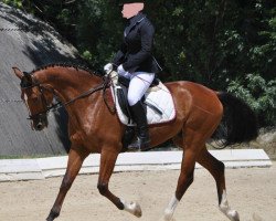 dressage horse Salpicadero (Hanoverian, 2006, from Stedinger)