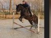 dressage horse Florin 36 (Westphalian, 2011, from First Selection)