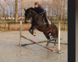 dressage horse Florin 36 (Westphalian, 2011, from First Selection)