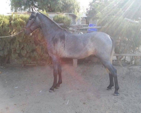 horse ZORZO (Andalusians/horse of pure Spanish race, 2013)