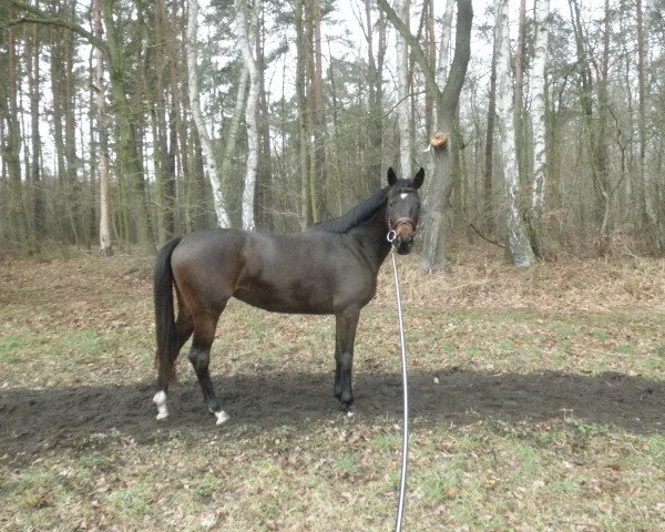 Dressurpferd Iskara 2 (Deutsches Sportpferd, 2011, von Sir Donnerhall II OLD)