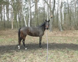 dressage horse Iskara 2 (German Sport Horse, 2011, from Sir Donnerhall II OLD)