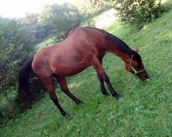 broodmare Lessina (Holsteiner, 1996, from Parco xx)
